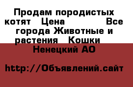 Продам породистых котят › Цена ­ 15 000 - Все города Животные и растения » Кошки   . Ненецкий АО